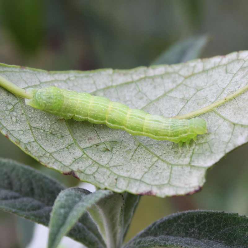 identificazione bruchi